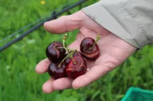 pękające czereśnie