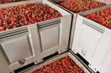 truskawki na tłoczenie