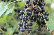 porzeczki czarne na krzaku