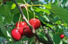 czereśnie na drzewie