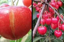 pękające czereśnie