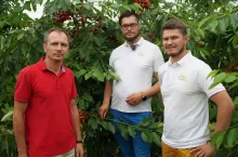 uprawa czeresni pan pawel paczka