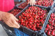 czereśnie w plastiku