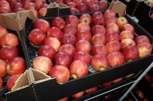 jabłka na eksport
