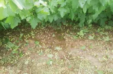 gradobicia w Lubelskim