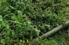 zniszczona plantacja malin