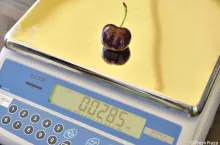 rekordowa czereśnia