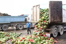 arbuzy dla zwierząt