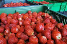 truskawki na mrożenie