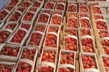 truskawki w łubiankach