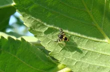 Fot. Mucha nasionnicy trześniówki R. cerasi, fot. M. Tartanu