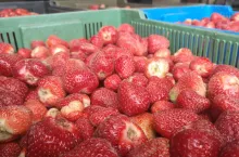 truskawki bez szypułki