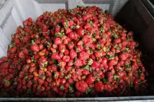 truskawki z szupułką