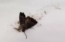 owocówka jabłkóweczka