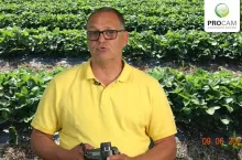 Komunikat jagodowy Procam