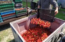 truskawki na tłoczenie