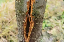 uszkodzenia śliw po zimie