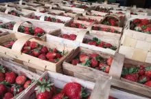 truskawki na Broniszach