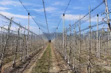 konstrukcje sadownicze