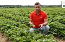 Tomasz Domański Agrosimex - komunikat jagodowy 02.06.2021