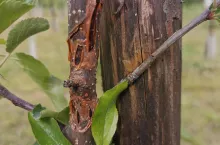 rak bakteryjny drzew owocowych