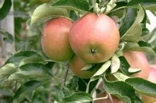 Owoce jabłoni pod koniec sierpnia