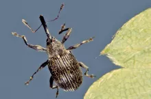 Chrząszcz kwieciaka malinowca, fot. G. Łabanowski