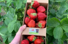 truskawki Maruszewscy