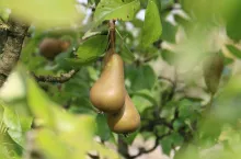 gruszka w sadzie