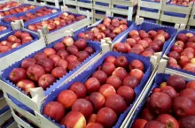 jabłka w wytłoczce