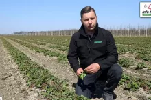 Tomasz Domański - Agrosimex - komunikat jagodowy - ochrona truskawek
