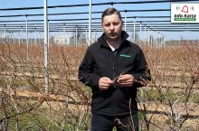 borówka amerykańska