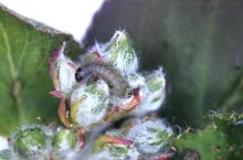 Omacnica jarzębianka