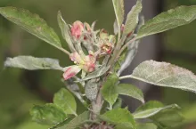 Mącznika jabłoni 2021