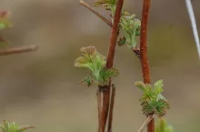 Fot.2.‘Sokolica’ – rozwinięty drugi liść właściwy, BBCH 12, 19.04.2021 r.
