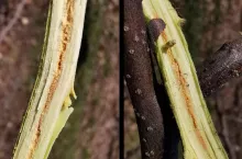 uszkodzenia jabłoni po zimie