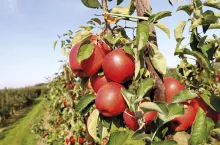 Fot. 1. ‘Pinot Prince‘/Supernova® wrzesień 2020 r.