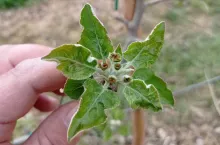 uszkodzenia po mrozie