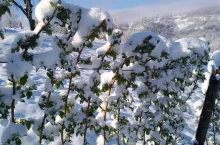 maliny pod śniegiem