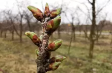 przymrozki na zachodzie
