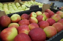 jabłka na eksport