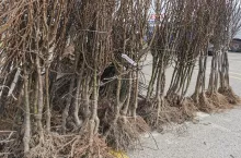 materiał szkółkarski