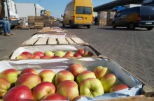 bronisze ceny jabłek