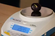 rekordowa czereśnia