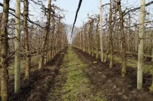 podłoże popieczarkowe