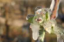 przymrozki ubezpieczenia