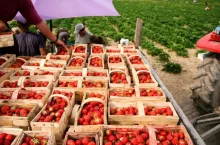 pracownicy na plantacjach truskawek