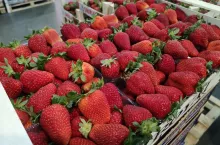 truskawki hiszpanskie