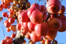 jabłka na drzewach w nowej zelandii