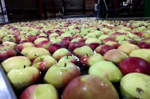 ceny jabłek w grupach